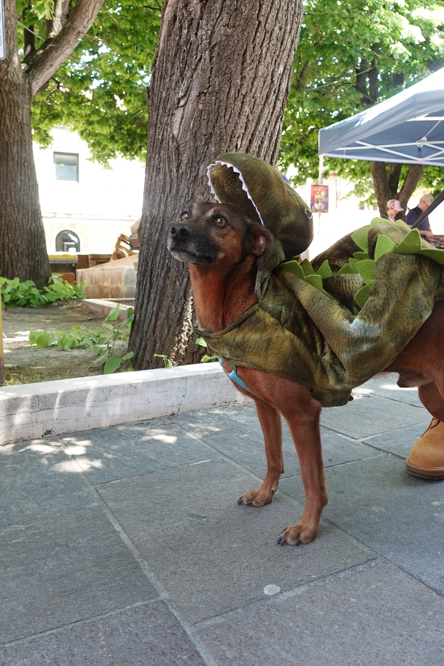 Un pincher nano si aggira nell'artist alley di Falcomics, sulle spalle ha il costume di un t-rex.